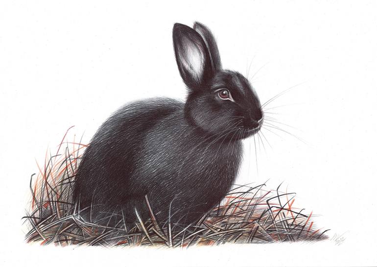 European Rabbit Realistic Ballpoint Pen Drawing Drawing By Daria