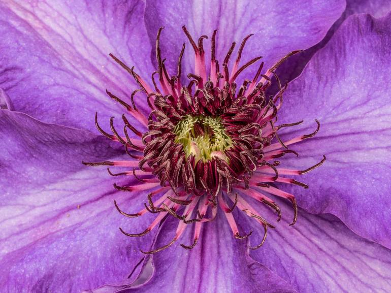 Macro Clematis In Purple Photography By Pixie Copley Lrps Saatchi Art