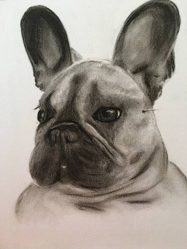 French bulldog Alphie thumb