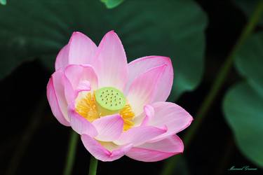 PINK LOTUS - Limited Edition of 4 thumb