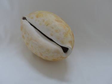 Cowrie Clam thumb