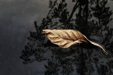 Leaf On Water - Limited Edition 1 of 50 thumb