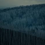 Collection Mountain Ash Series