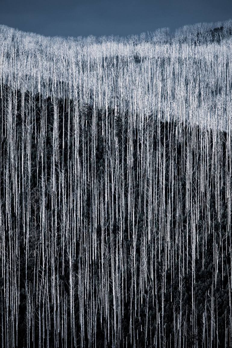 Mountain Ash 19 Limited Edition of 10 Photography by Christine