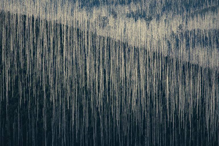 Mountain Ash 08 Photography by Christine Goerner Saatchi Art