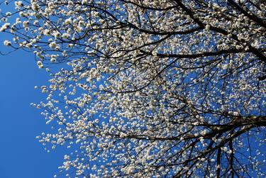 Original Minimalism Tree Photography by Vanja Hunington Page