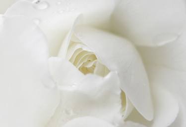 Print of Floral Photography by Vanja Hunington Page