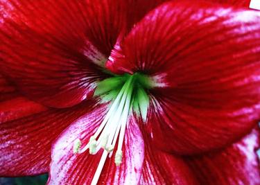 Original Contemporary Floral Photography by Maja Poljak