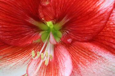Amaryllis flower thumb