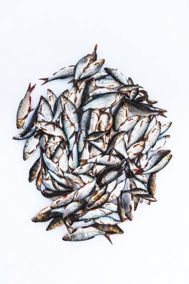 Print of Abstract Fish Photography by Artūrs Daukulis