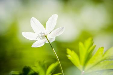 Original Floral Photography by Artūrs Daukulis