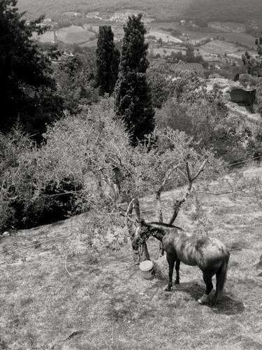 Print of Realism Rural life Photography by Kostas Pittas