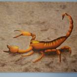 Collection Zodiac Series