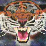 Tiger by Thomas Salany
