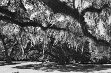 Old Avery Island Trees thumb