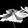Collection Botanical Photography in B&W