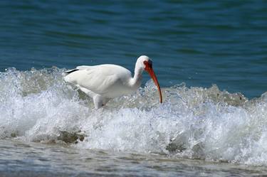 Print of Fine Art Animal Photography by Christiane Schulze