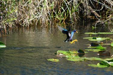 Purple Gallinule Landing in the Everglades thumb