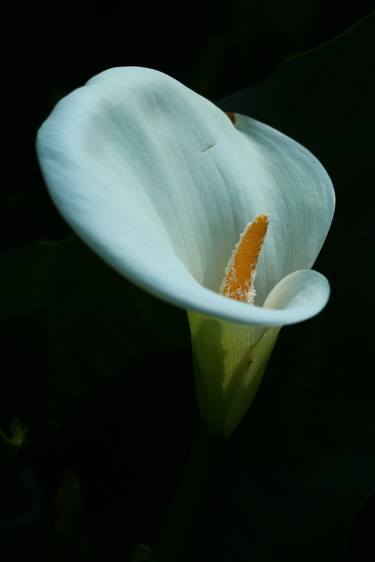 Calla Lily thumb