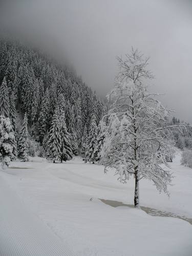 Lone Winter Tree thumb