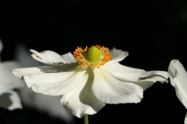 Print of Botanic Photography by Christiane Schulze