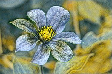 Print of Botanic Photography by Christiane Schulze