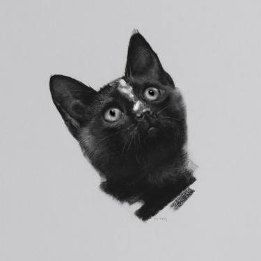 Cat Portrait Charcoal Sketch thumb