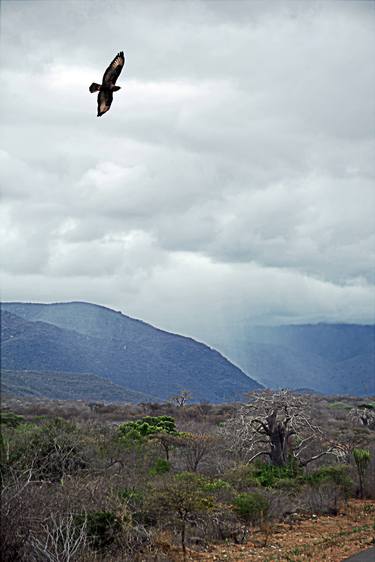 The Eagle and the Storm - Limited Edition of 8 thumb