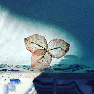 Leaf on Pool thumb