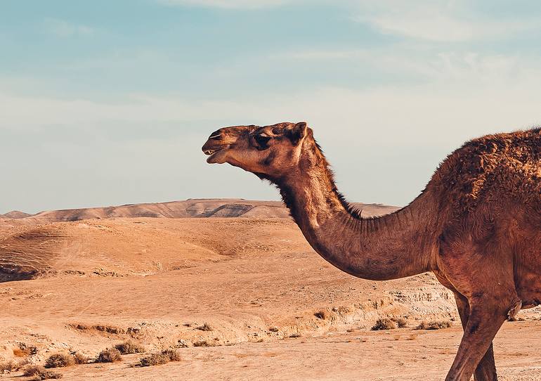 Original Contemporary Animal Photography by Alex Kolder