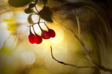 Morning Berries thumb