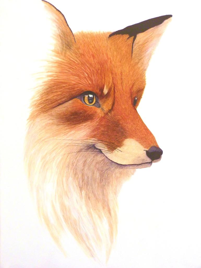 red fox animal drawing