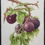 Plums by Agustin Torres