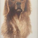 Amigo by Agustin Torres