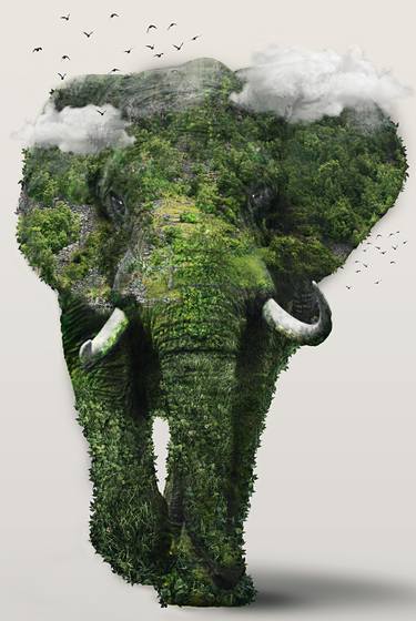 Saatchi Art Artist Noor Friedrich Zac Patat; Photography, “Elephant - Limited Edition of 3” #art