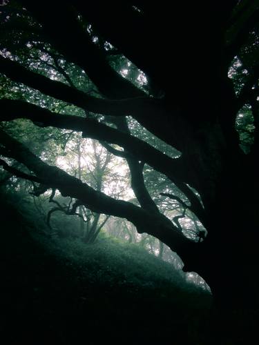 Print of Photorealism Tree Photography by John Tynan