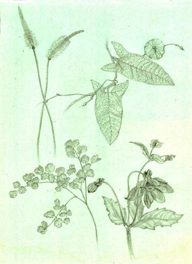 plants illustration thumb