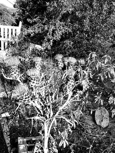 Original Black & White Garden Photography by Mary-Anne Goodman