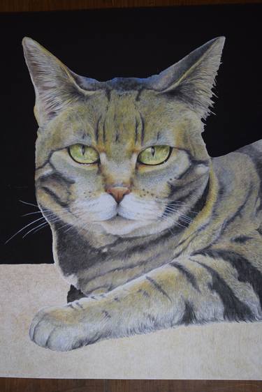 Print of Portraiture Cats Drawings by Marco Lombardo
