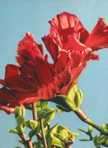 Print of Floral Paintings by Colin Madgwick