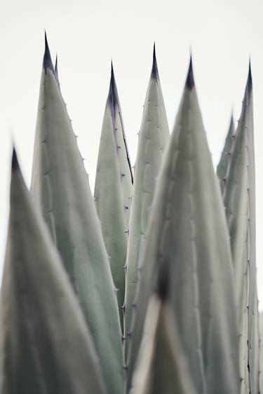 Desertscape Plants VIII - Agave Americana - Mounted thumb