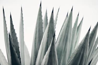 Desertscape Plants VII - Agave Americana - Mounted thumb