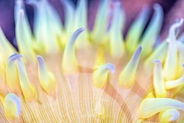 See the Sea - Anemone - Limited Edition of 10 thumb