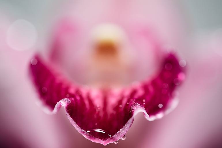 Original Fine Art Abstract Photography by Jb Lacroix