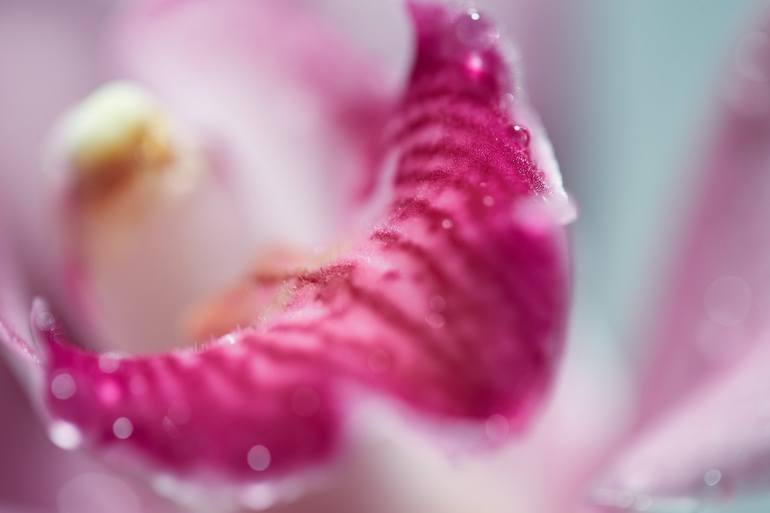 Original Fine Art Abstract Photography by Jb Lacroix