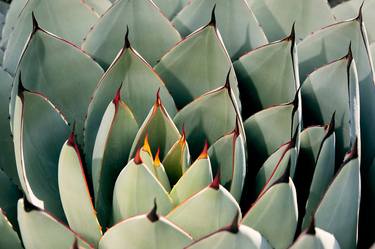 Original Abstract Botanic Photography by JB Lacroix