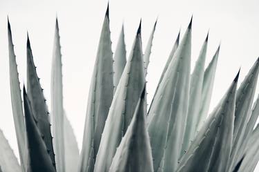 Desertscape Plants VII - Agave Americana - Limited Edition of 10 thumb