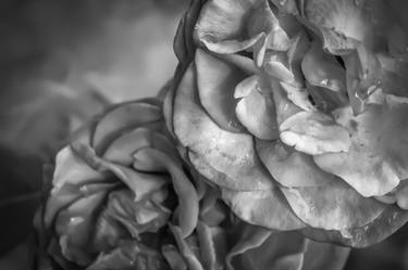 Print of Fine Art Floral Photography by Anita Vincze