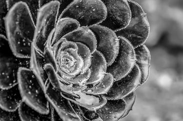 Print of Fine Art Botanic Photography by Anita Vincze