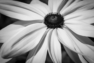 Monochrome flower # 32 thumb